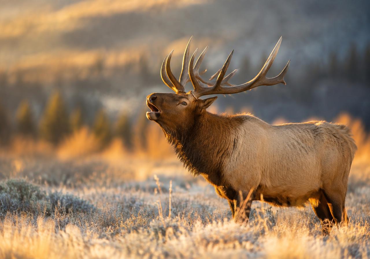 First Frost Bugle